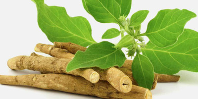 XOLDA Ashwagandha herbs Seed(32 per packet)