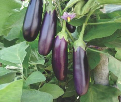 BDSresolve f1 hybrid baingan/bengan seeds pack of 39 Seed(39 per packet)