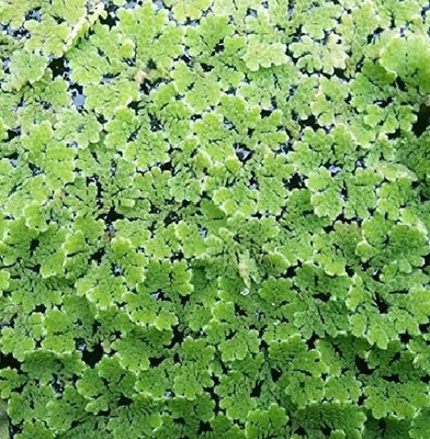 wequality ajolla seeds,ajolla plant seeds Seed(250 per packet)