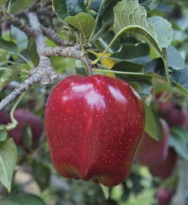 Decon Apple Seed(10 per packet)