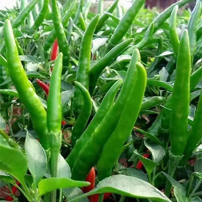 Aywal Green Chilli F1 Jwala Seed(4000 per packet)