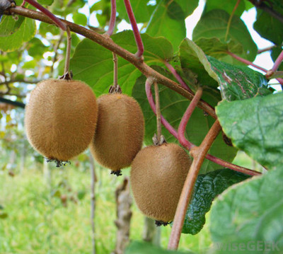 kranti farms kiwi Seed(30 per packet)