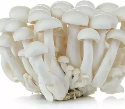MAA Mushroom Seed(15 per packet)
