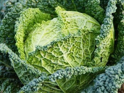 WILLVINE SCI -XVI Savoy Cabbage Seeds for Planting [5g] Seed(1500 per packet)