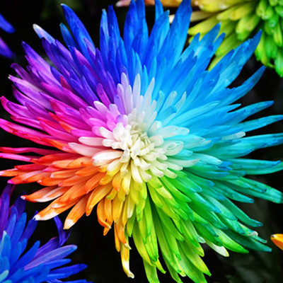 CYBEXIS TLX-41 - Rainbow Chrysanthemum High Germination Rate - (90 Seeds) Seed(90 per packet)