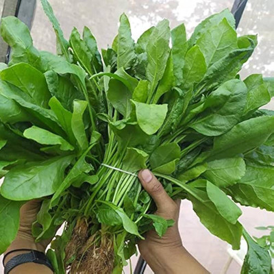 DEYS AGRO ™ f1 hybrid spinach seeds high yield Seed(260 per packet)
