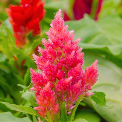 CYBEXIS NBIR-76 - Plumed Castle Celosia Pink Flower - Celosia plumosa (540 Seeds) Seed(540 per packet)