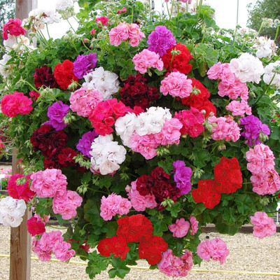 CRGO GERANIUM Seed(15 per packet)