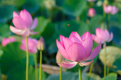 Madhav Pragya Agro lotus,kamal gatta Seed(10 per packet)