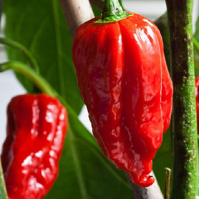 CYBEXIS Organic F1 Hybrid Carolina Reaper Chilli Pepper Seeds600 Seeds Seed(600 per packet)