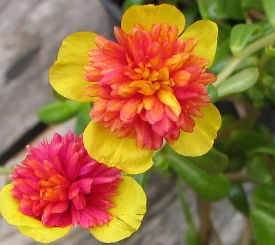 Lorvox 10'0 Clock Flower Seed(45 per packet)