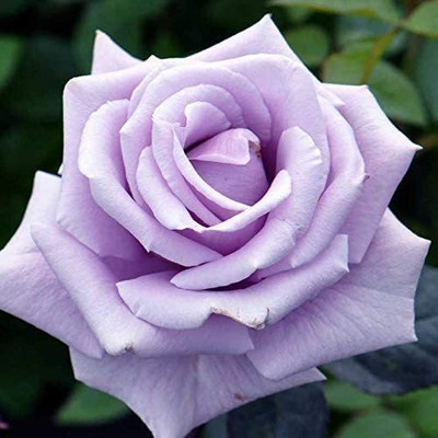 CYBEXIS PAU-45 - Sterling Silver Rose Flower - (100 Seeds) Seed(100 per packet)