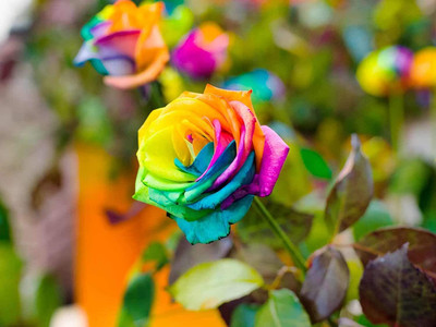 CYBEXIS GBPUT-78 - Rainbow Rose Flower Bush - (100 Seeds) Seed(100 per packet)