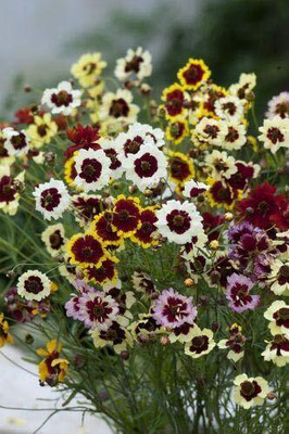 Lorvox Coreopsis Mix Color Flower Seed(135 per packet)