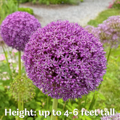 KNESSiN Heat Tolerant Purple Giant Onion Flower Seeds For Gardening-(1200 Seeds) Seed(1200 per packet)
