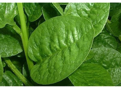 BDSresolve malabar spinach seeds for planting/malabar spinach seed 69 Seed(69 per packet)