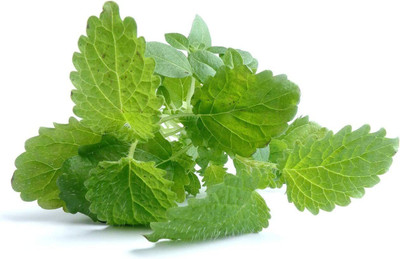 CYBEXIS XLR-74 - Non-GMO Lemon Balm - (750 Seeds) Seed(750 per packet)
