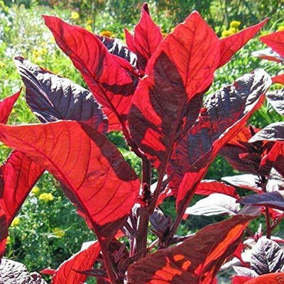 Qualtivate PUA-4A Amaranth Red Leaf Callaloo Seed(300 per packet)