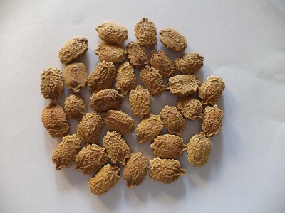 Qualtivate PUAS-5A Bitter Gourd Karela Seeds Seed(50 per packet)