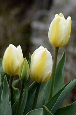 GISLENUS tulip Seed(4 per packet)