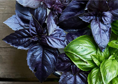 WILLVINE HUA-101 Dark Opal Sweet Basil Seeds Seed(2000 per packet)