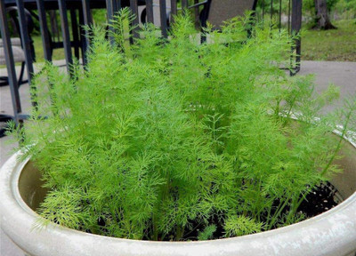 CYBEXIS GBPUT-10 - Dill Dwarf Fernleaf Herb - (750 Seeds) Seed(750 per packet)