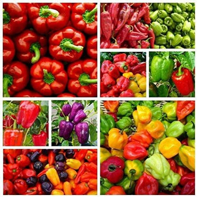 KNESSiN Mixed Bell Pepper Seed(200 per packet)