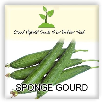 VibeX Punjab Nikhar Sponge Gourd[50 Gms, 250 Seeds] Seed(250 per packet)