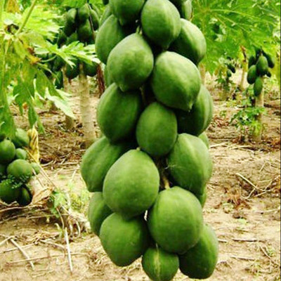 PLANTORISH Papaya Seed, P -300, Orgnic Fruit & Vegetable Seed, Papita seed, Pepe Hybird Seed(70 per packet)