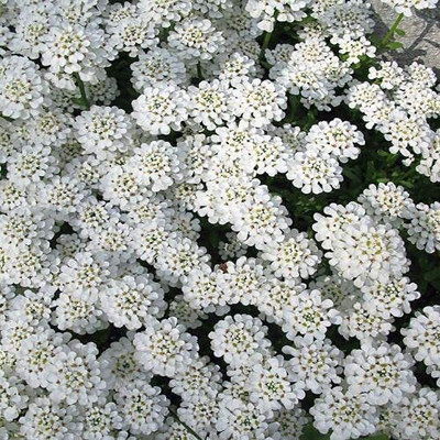 Aywal Candytuft Dwarf Fairy Mixed Seed(20 per packet)