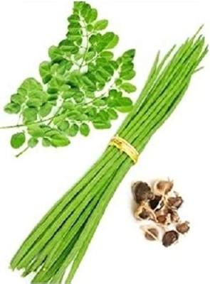 Shiv-Shakti Group Moringa, Drumstick, Horseradish, Malunggay, Miracle, Never die, Sahjan, Ben oil tree Seed(10 per packet)