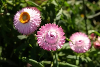 Aro Helichrysum Seed(65 per packet)