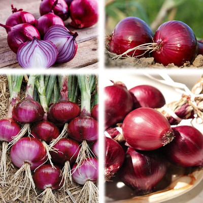 Biosnyg High Germination Red Brunswick Onion Vegetable Seeds for Garden-(750 Seeds) Seed(750 per packet)
