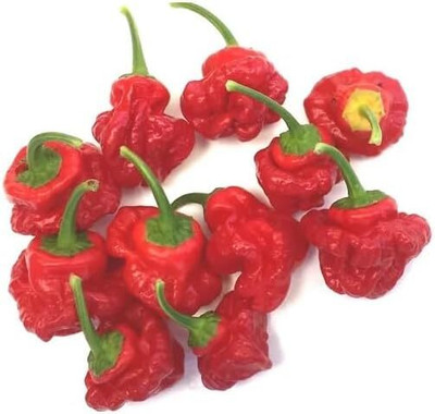 Biosnyg Non GMO Jamaican Red Chilli Seeds For Planting-(2000 Seeds) Seed(2000 per packet)