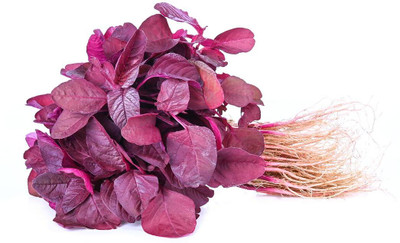 Greenery Live Plant Lal Saag Seed(500 per packet)