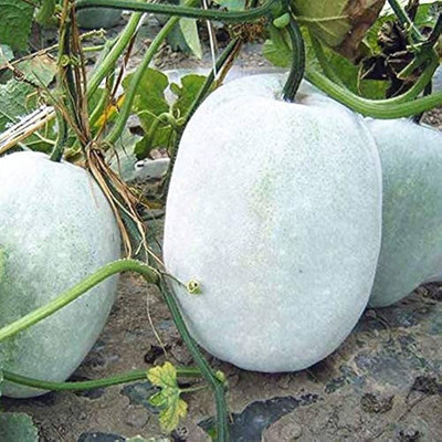 Pbevergreen Ash gourd seeds for planting PACK OF 15 Seed(15 per packet)