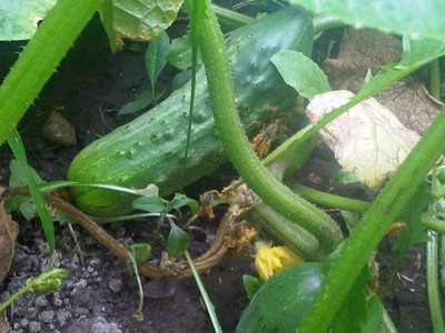 Quentova Ashley Cucumber Seeds-RXI-4R Seed(250 per packet)
