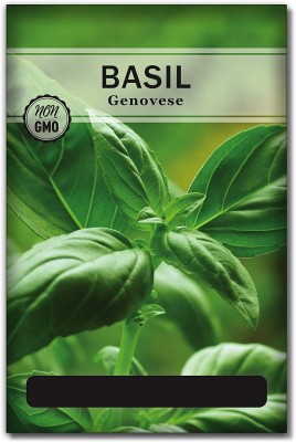 VibeX HUA-82 - Sweet Large Leaf Basil - (4500 Seeds) Seed(4500 per packet)