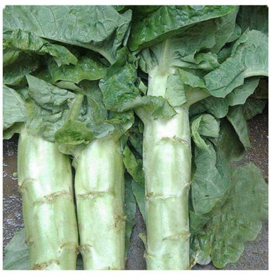 CYBEXIS Skin Green Flesh Fragrant Lettuce seeds2000 Seeds Seed(2000 per packet)