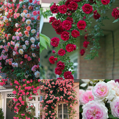 SIDDHI VINAYAK GALLERY Climbing Rose Flower Seeds for Home and Kitchen Gardening Seed(100 per packet)