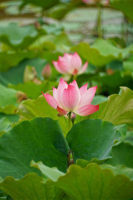 FarmQuartee lotus,kamal seeds Seed(13 per packet)