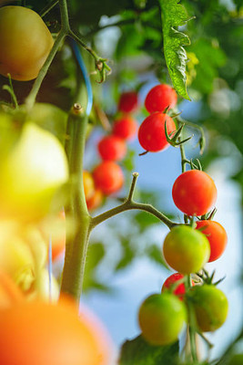 GOYAL GROUP tomato Seed(120 per packet)
