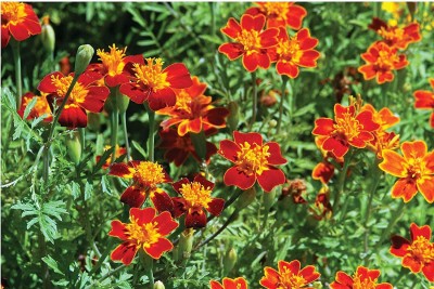 VibeX ® LXI-453 Marigold Red Gem Seed(500 per packet)