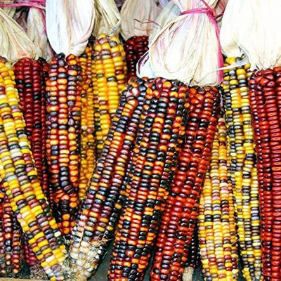 VibeX ® RXI-349 Ornamental Rainbow Indian Corn Seeds Seed(500 per packet)