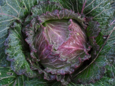 WILLVINE ROX -VIII Cold-Hardy Cabbage 'January King No 3' [10g] Seed(3000 per packet)