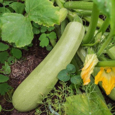 KNESSiN All Season White Squash Vegetable Seeds For Gardening - (100 Seeds) Seed(10 per packet)