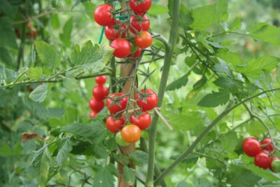 MG ALL IN ONE tomato Seed(65 per packet)