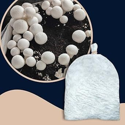 GREENSEA Mushroom Seed(70 per packet)