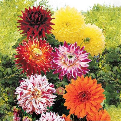 CYBEXIS Dahlia Seeds DINNERPLATE Mix, Seed(1 g)