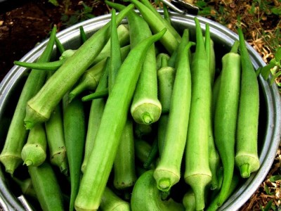 R-DRoz Okra Bhindi (Lady Finger) Seeds - Pack of 25 Hybrid Seed(25 per packet)